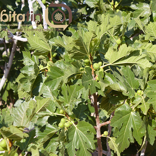 Fig Fertilization