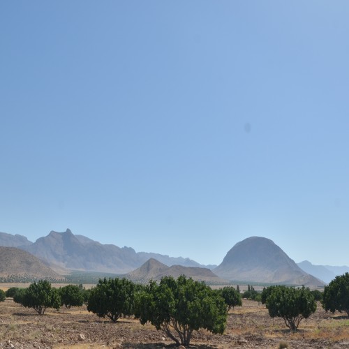 The rainfed fig system of Estahban