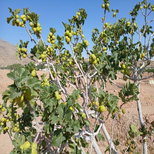 The Remarkable Benefits of Edible Fig Leaves