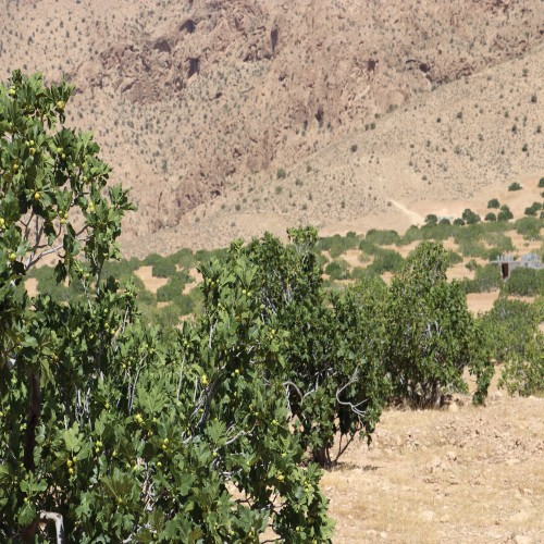 Bitatin Estahban's honorary membership in the fig value chain of Fars province