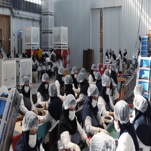 Launching a New Date Production Line