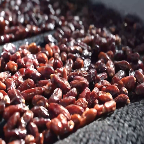 The Black Gem of Iranian Palm Groves