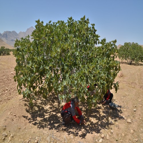 Comprehensive Guide to Fig Tree Cultivation – Part 2