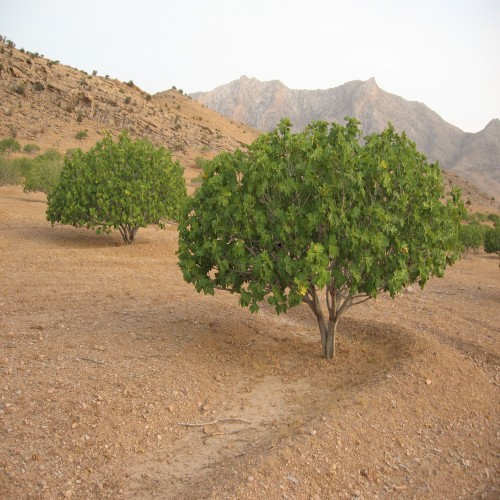 Comprehensive Guide to Fig Cultivation – Part 3